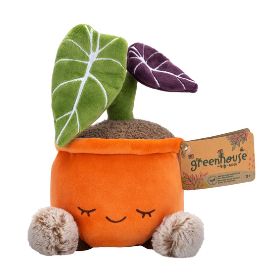 Black Velvet Alocasia